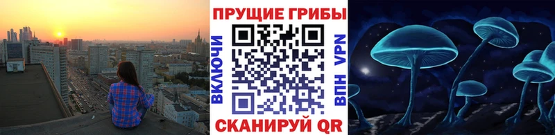 хочу наркоту  Пионерский  Псилоцибиновые грибы Magic Shrooms 